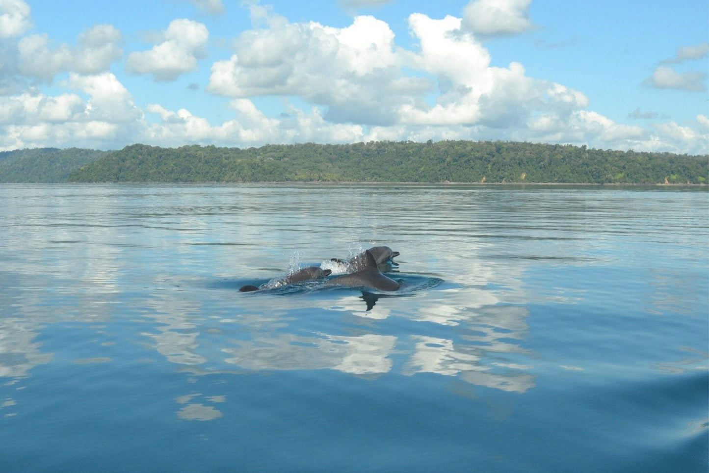 Costa Rica, 8-DAY Lodge-to-lodge Golfo Dulce