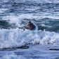 Sea Kayak Surf Retreat