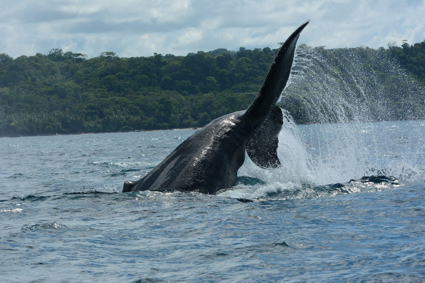 Costa Rica, 8-DAY Lodge-to-lodge Golfo Dulce