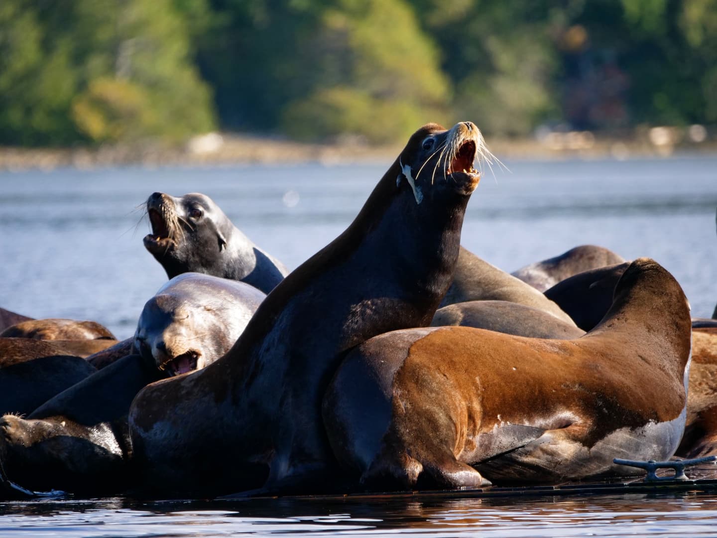Coastal Paddling Skills Retreats